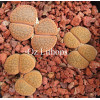 C085 - Plant